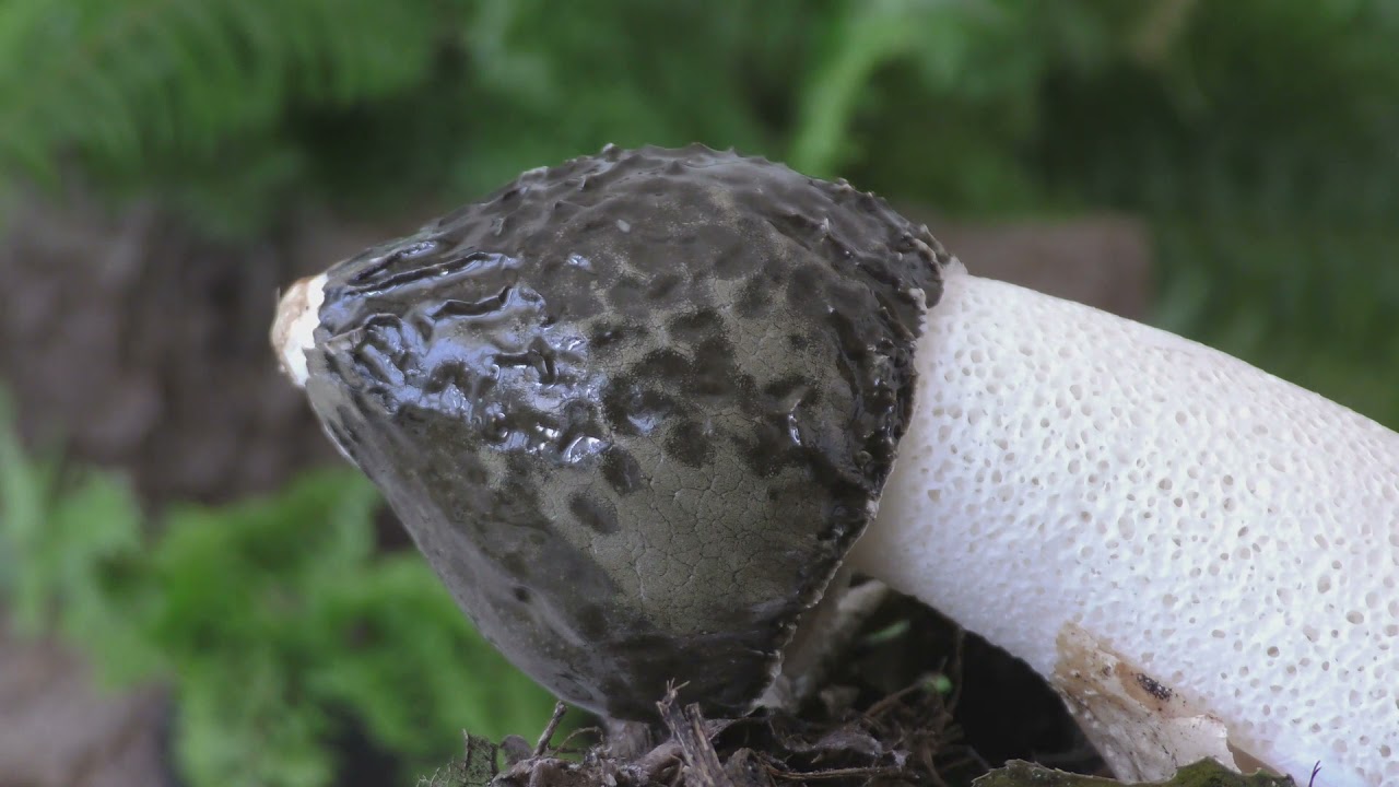 Erekcja grzyba sromotnika smrodliwego ( Phallus impudicus )
