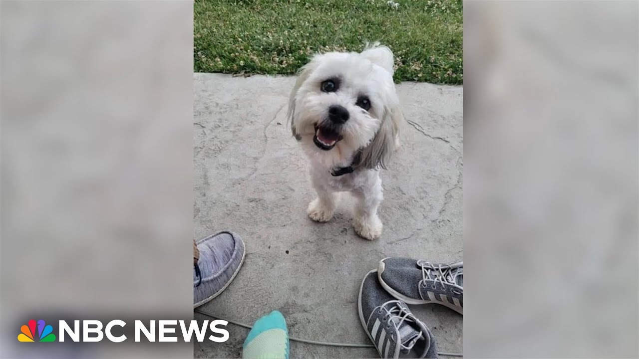 Residents outraged after police officer shoots, kills small dog