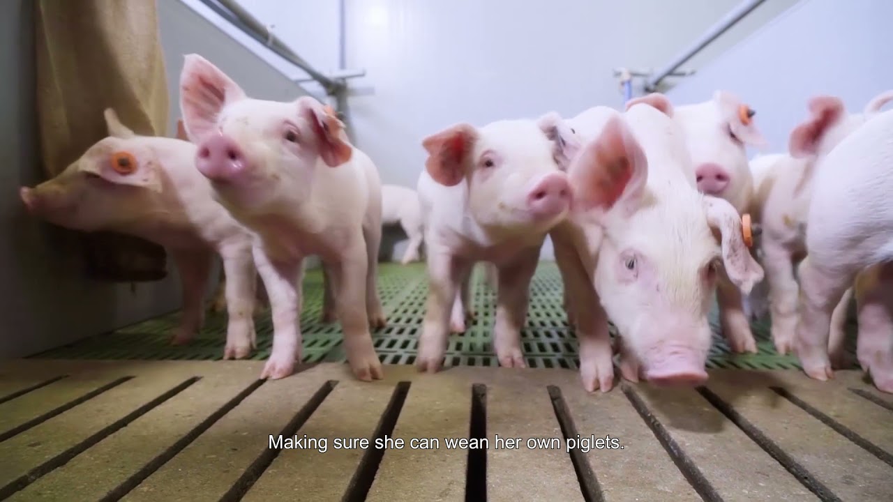 Hypor satellite nucleus Duben (English)