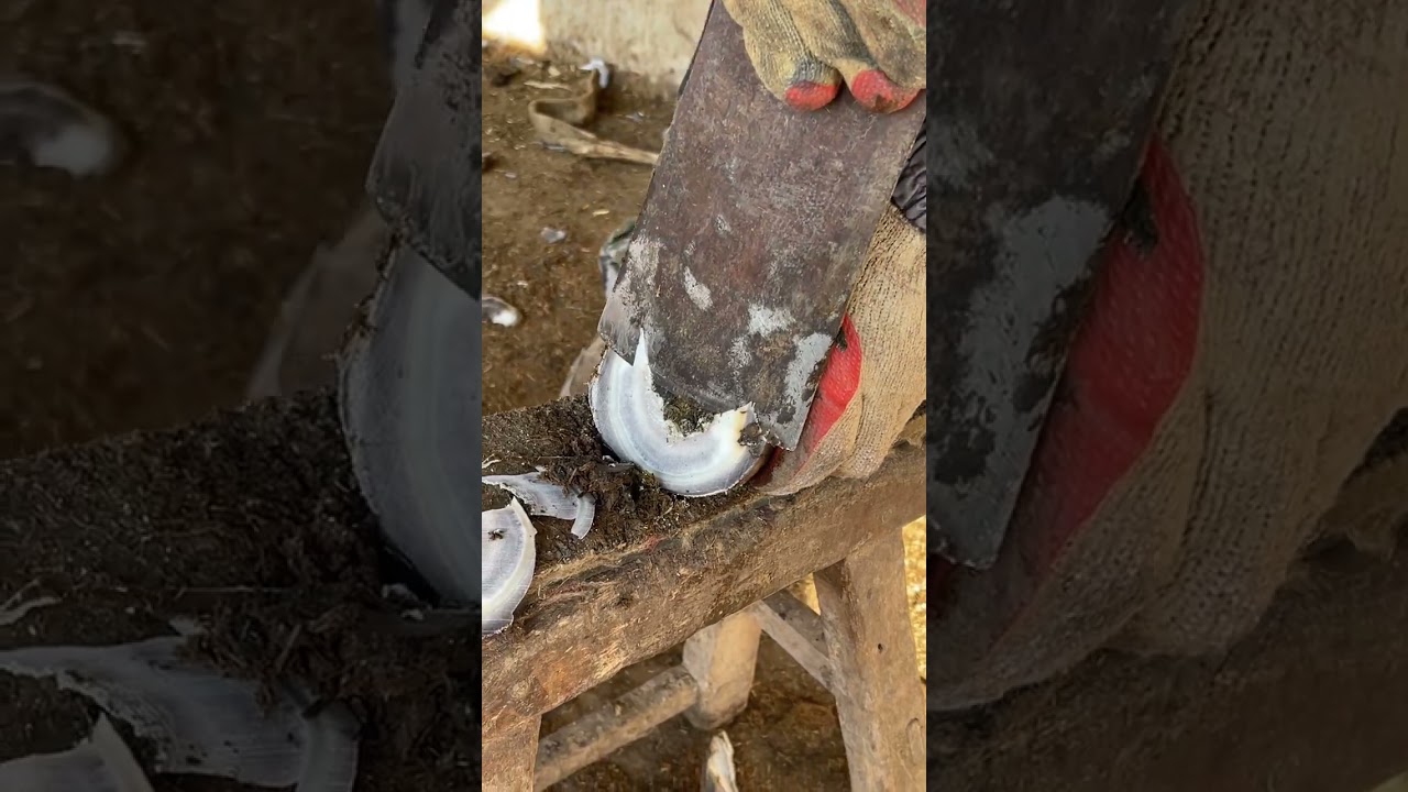 Donkey Hoof Repair: After The Black Hoof Is Repaired, It Will Be As White As Jade!#Shorts