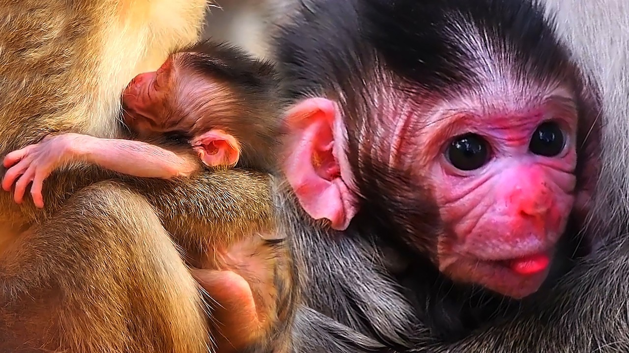Compilation Clips Of Top Cutest Moments Of Adorable Wildlife Baby Monkey With Mommy