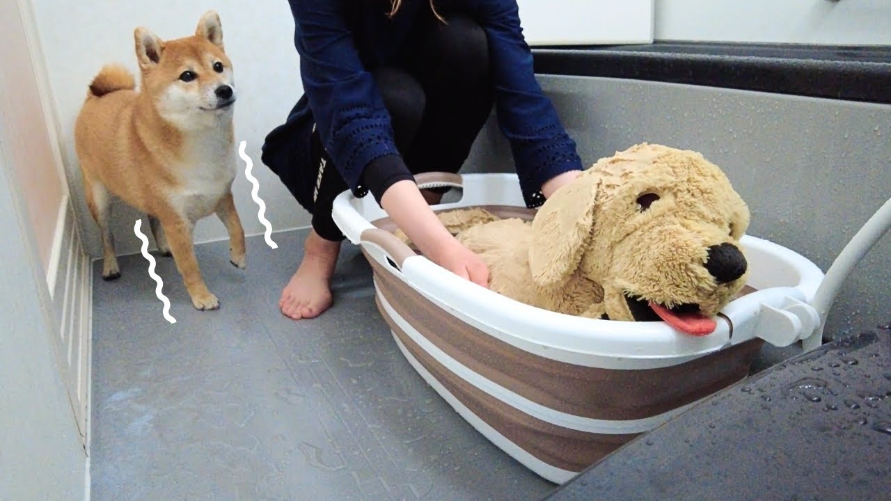 丸洗いされるぬいぐるみを見て次は自分だと察した柴犬がこちらです