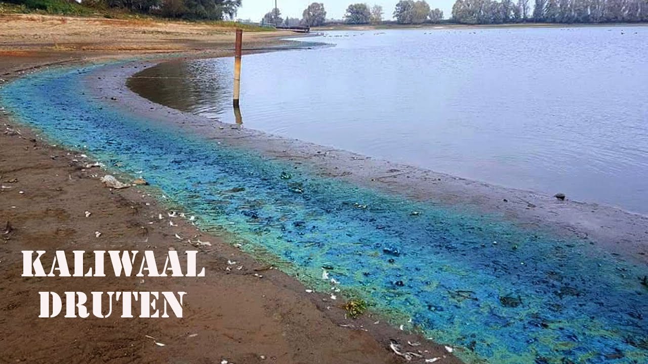 WILDLIFE HOLLAND 4 WIT WATER (fragment Kaliwaal Druten) Jeroworld  2020