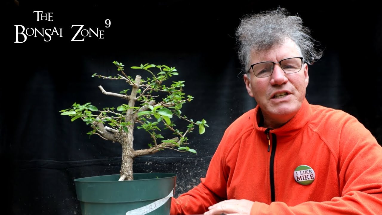 Starting a Premna Bonsai, The Bonsai Zone, May 2022