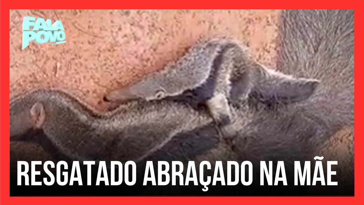Filhote de tamanduá é resgatado agarrado à mãe morta por atropelamento