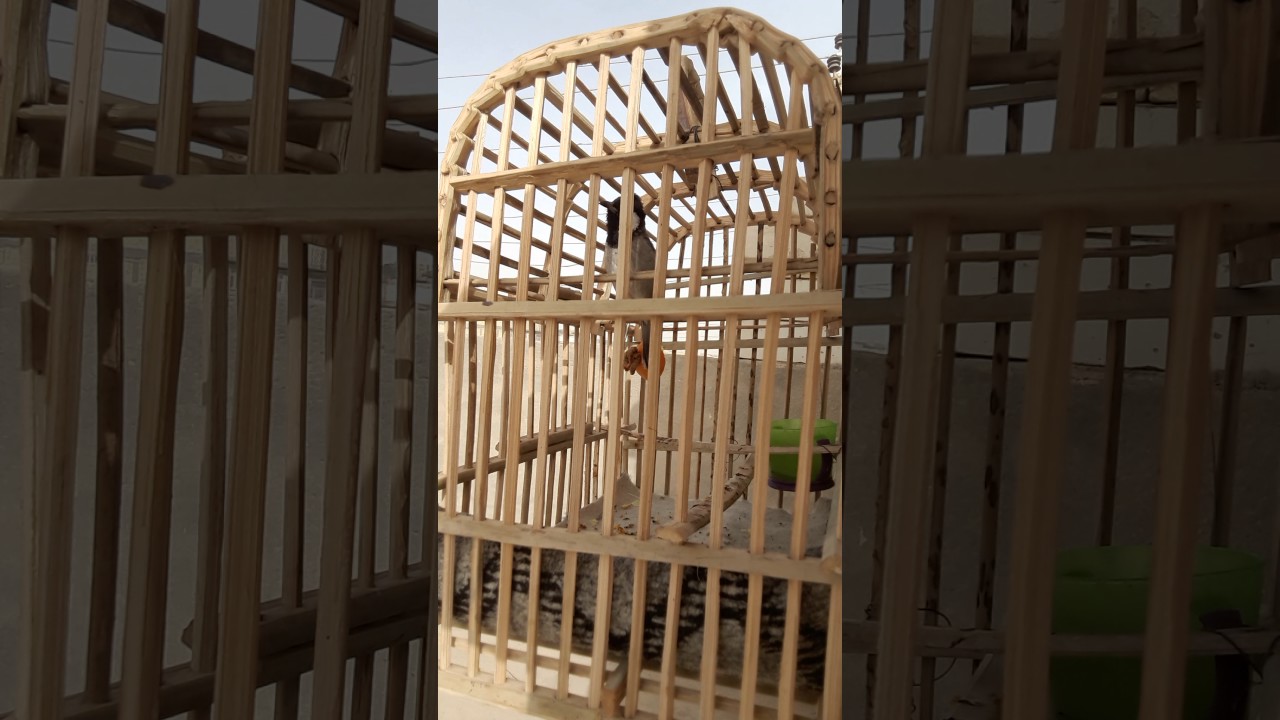 طير جالس والشراي يسمع للاخير  07812262248