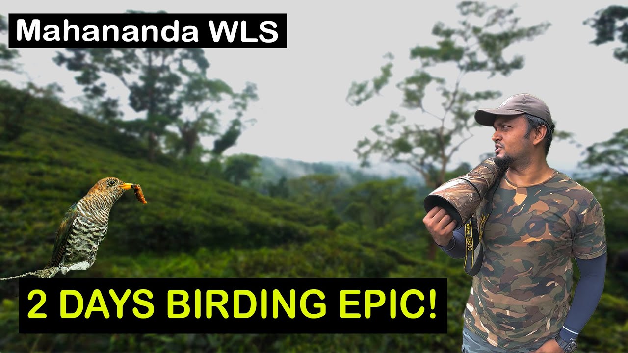 Two Days, One Unforgettable Forest: Bird Photography in Mahananda Wildlife Sanctuary!