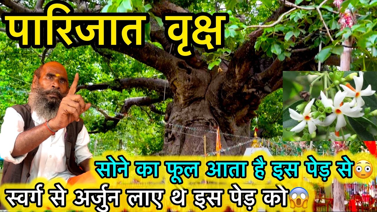 पारिजात पेड़ जिसे स्वर्ग से अर्जुन धरती पर लाए थे 😱 ।। Duniya Ka Sabse Purana Ped Paarizaat Tree 🌳