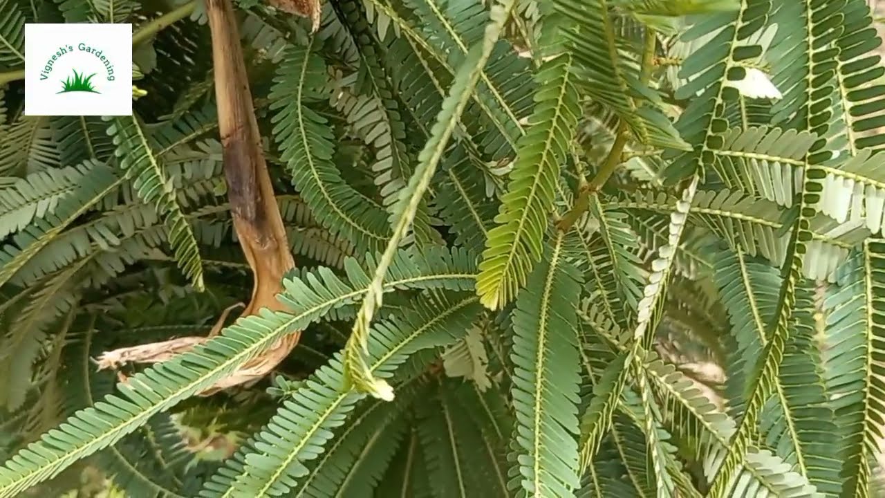 How to grow gooseberry tree 🌳 in home.வீட்டில் நெல்லிக்காய் செடி வளர்ப்பது எப்படி.