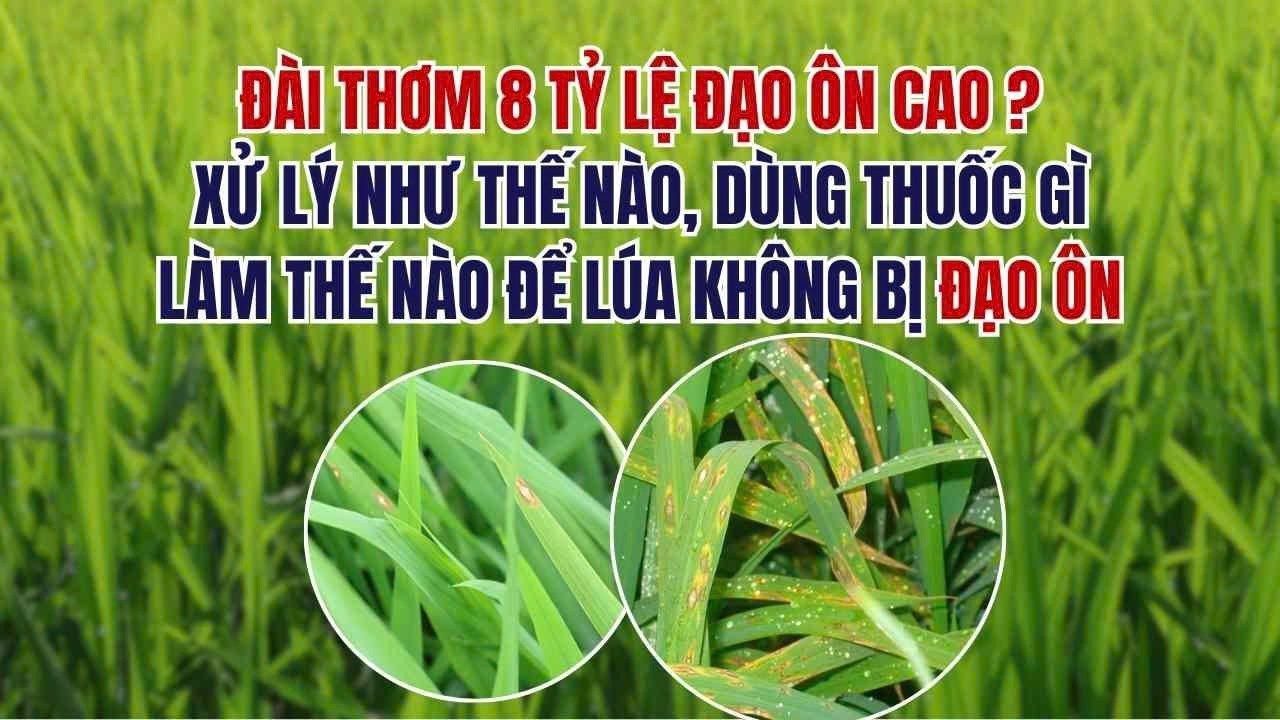 DÀI THƠM 8 TỶ LỆ ĐẠO ÔN CAO?XỬ LÝ NHƯ THẾ NÀO, DÙNG THUỐC GÌLÀM THẾ NÀO ĐỂ LÚA KHÔNG BỊ ĐẠO ÔN