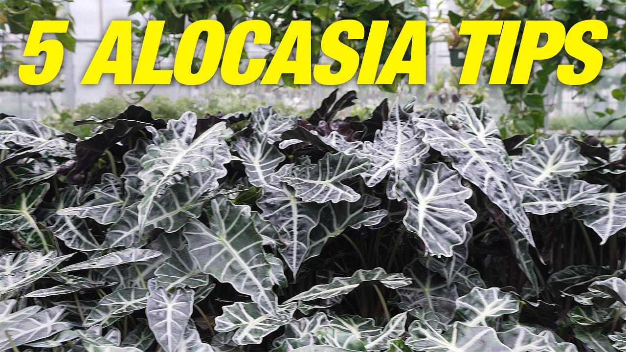 5 Reasons Your Alocasia Is Dying