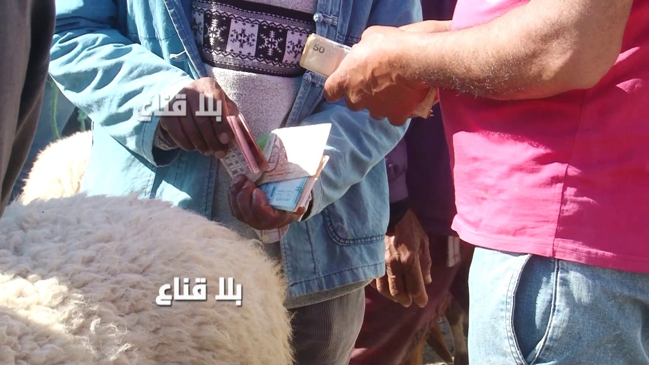 علوش ال8شهور بمليون و150؟!وكبش عمرو 5سنين بمليون و700د..البرشني ينافس العلوش والسعر 3ملاين اشاعة؟!