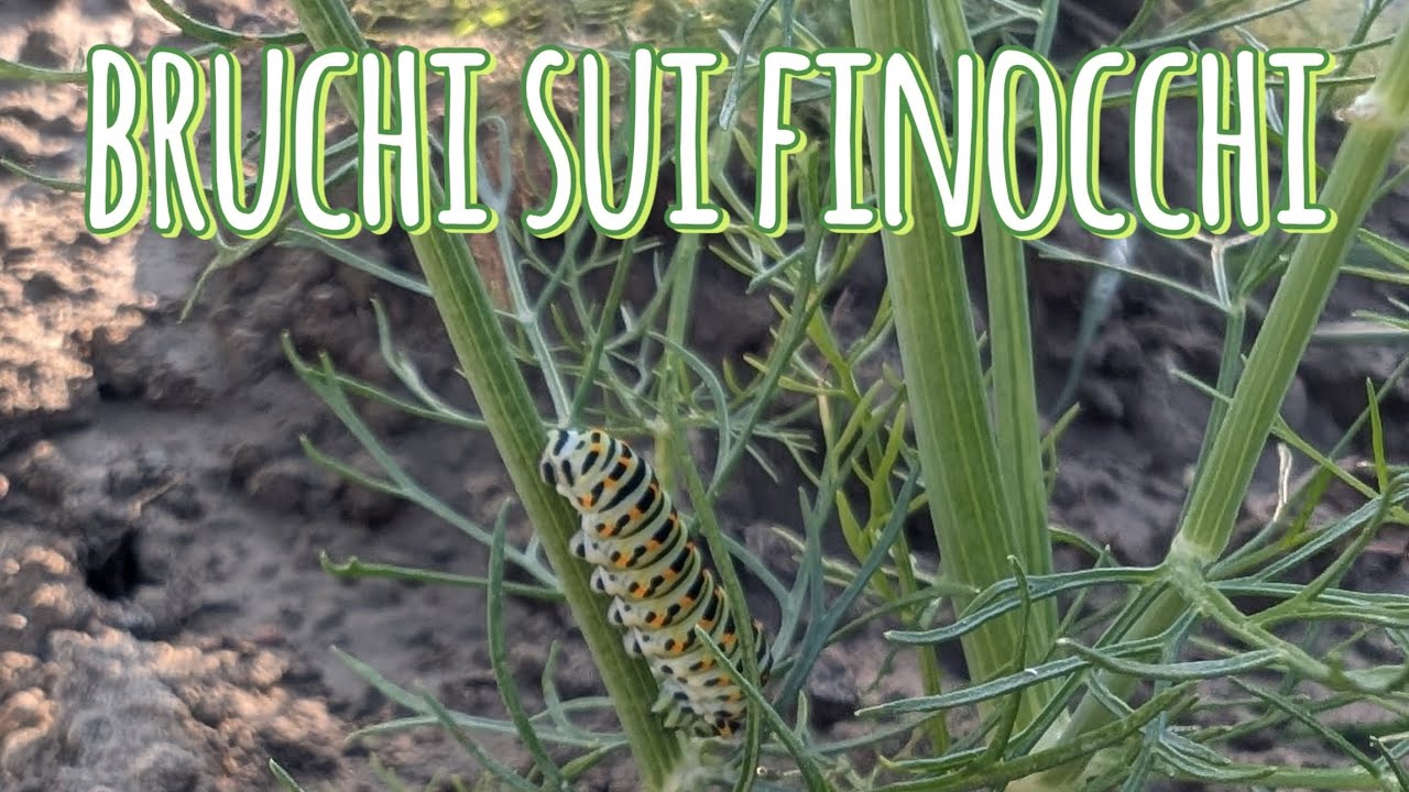 Come risolvere il problema dei bruchi sui finocchi e delle foglie mangiate in modo biologico