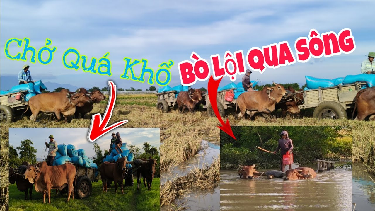 XE Bò Kéo Lúa BƠi Qua Sông Vùng Ngập Lụt
