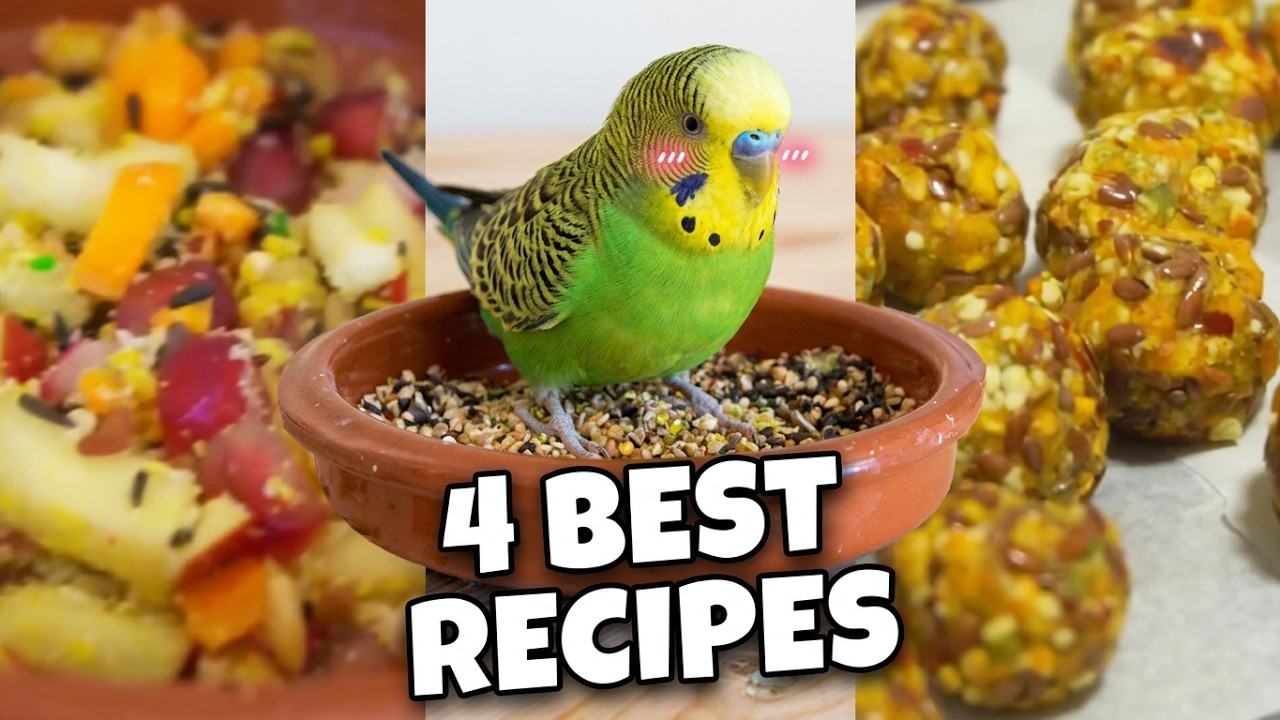 4 BEST Budgie Recipes for Health Boost & Breeding Condition! 🌿🥚
