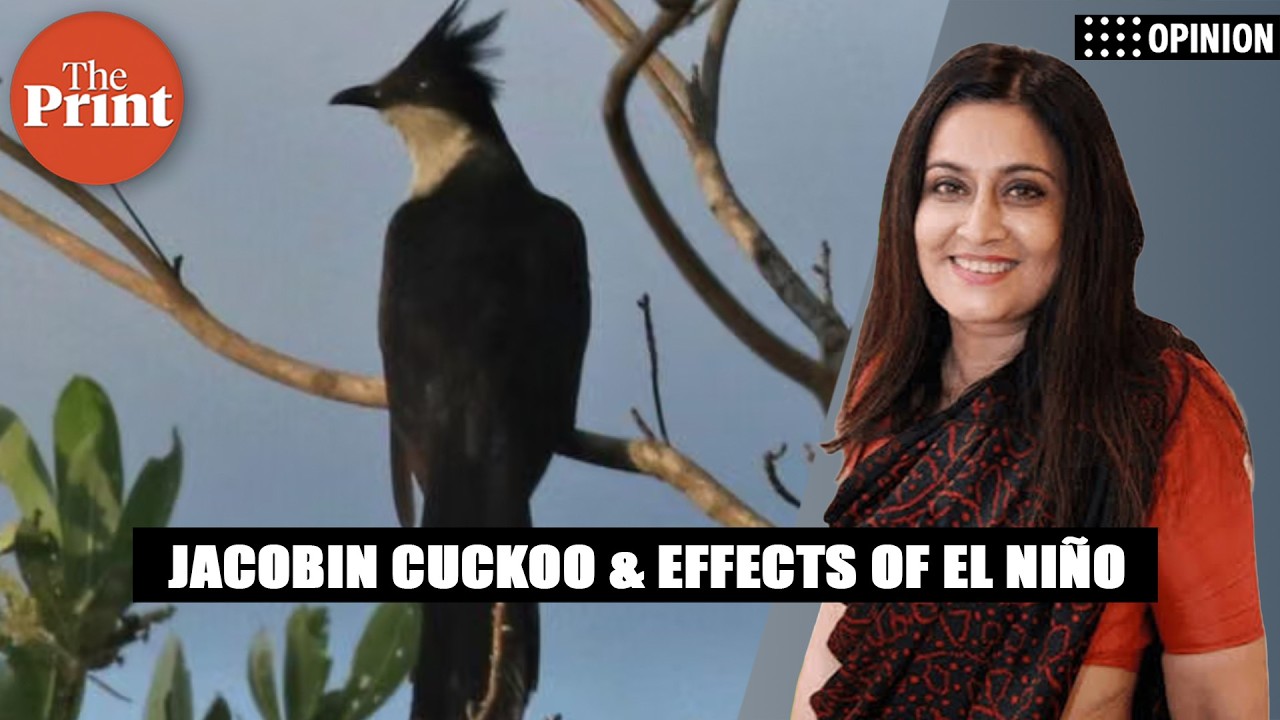 Jacobin cuckoo brings monsoon to North India: How will this year's El Ni&ntilde;o affect it?