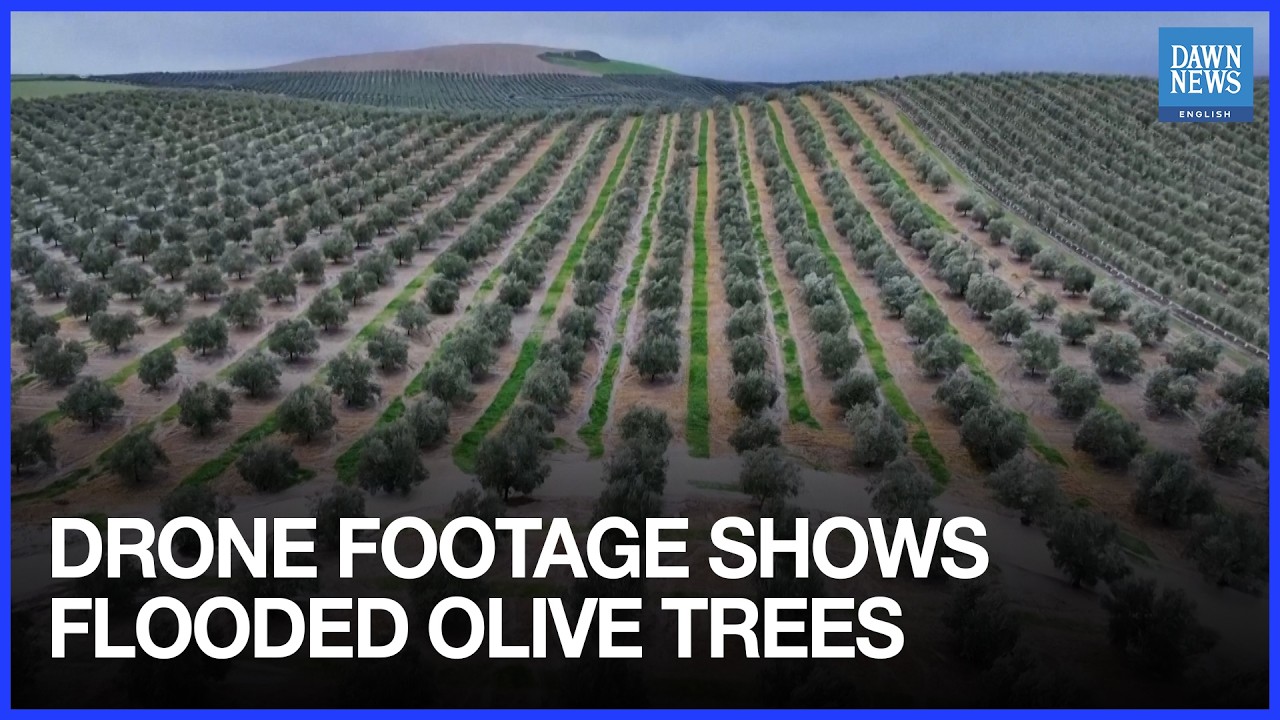 Drone Footage Shows Flooded Olive Trees in Spain After Days of Heavy Rain | Dawn News English