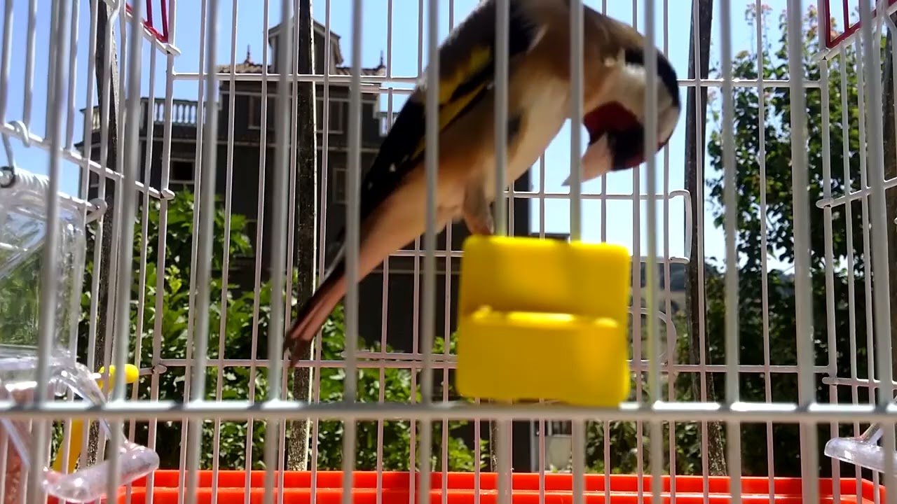 Beautiful PARVA GOLDFINCH SONG What do you think of this specimen?