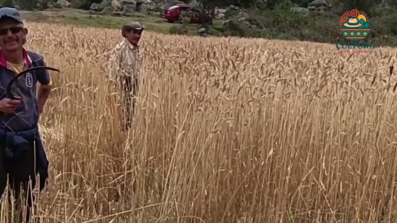 Campesinos cultivando trigo en Boyacá.#cultural #boyaca #trigo