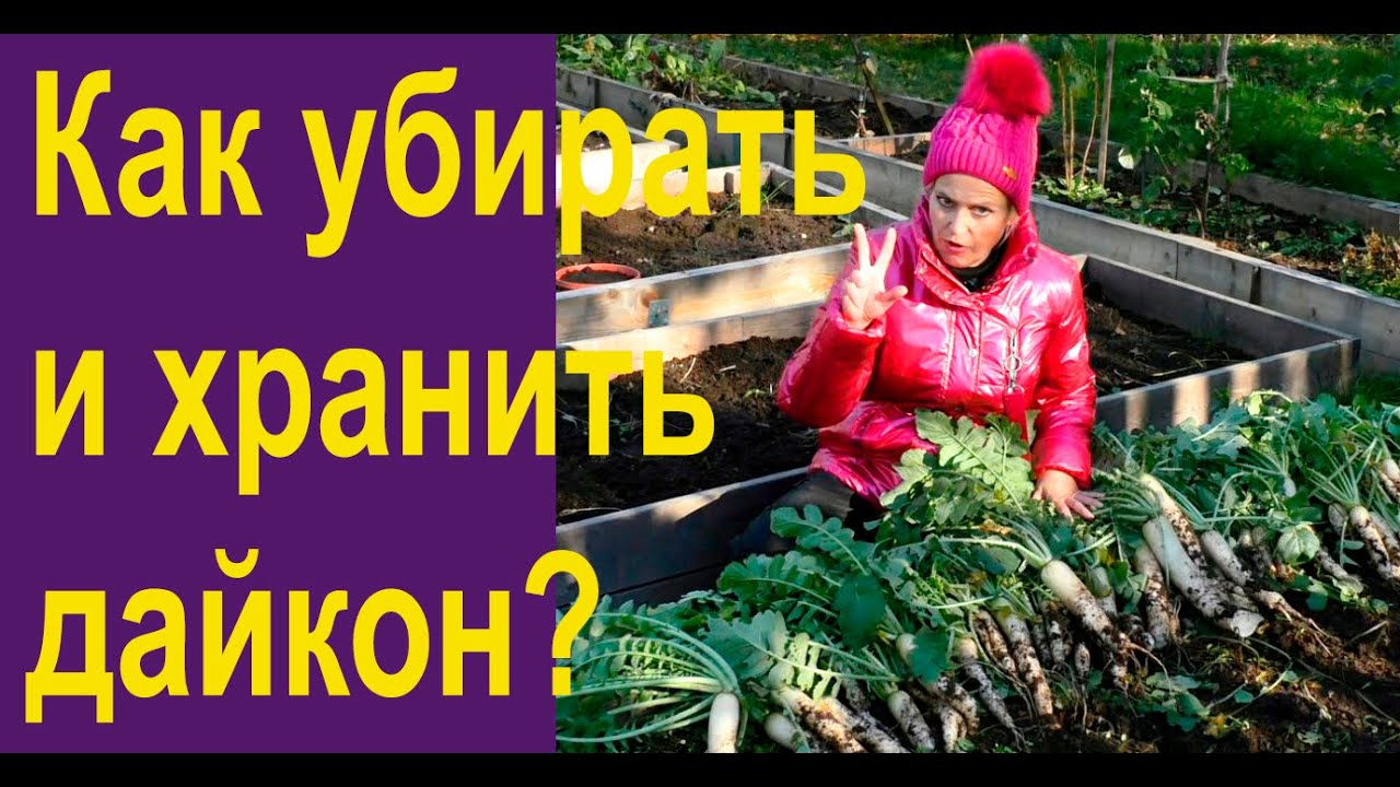 Убираем дайкон