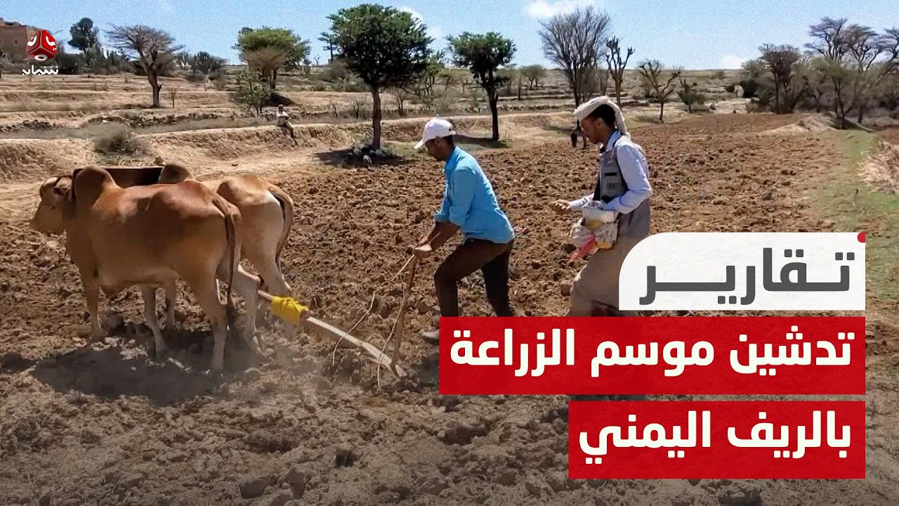 تدشين موسم الزراعة بالريف اليمني بحرث الأرض وزراعة الحبوب والمحاصيل