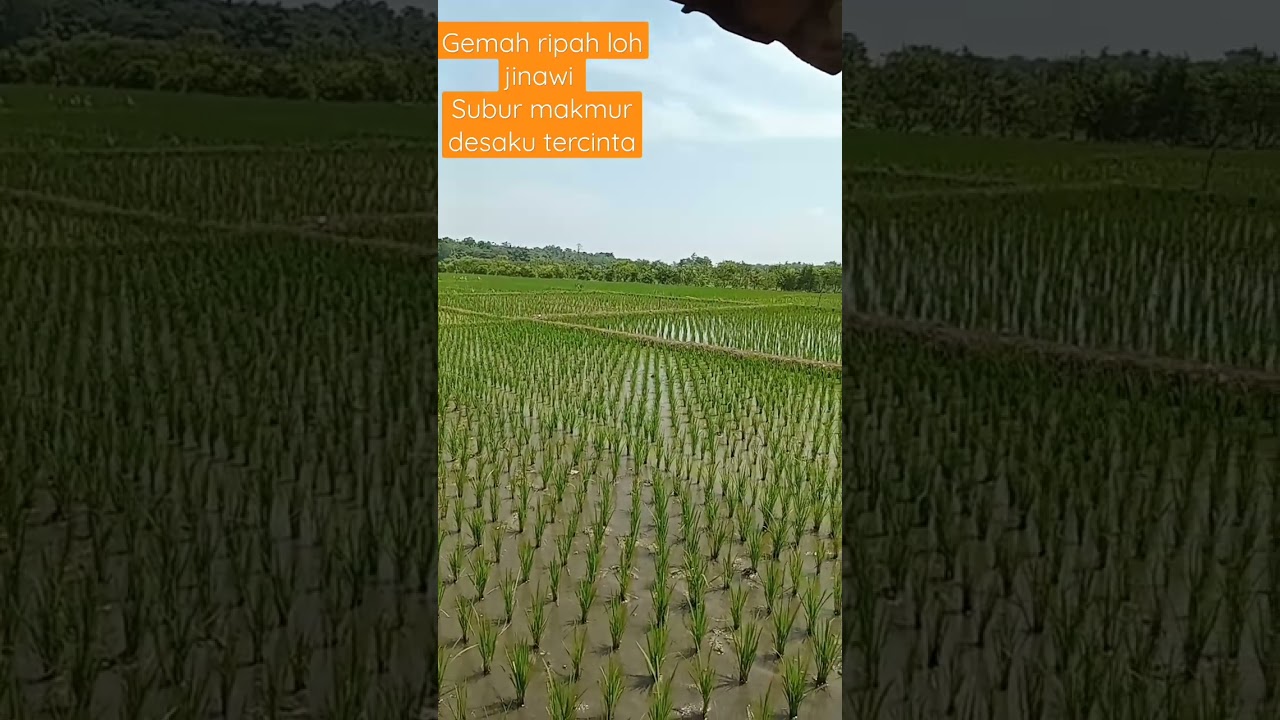 masa tanam ka 3 #sawahcigadungweragati#alampedesaan#tanimandiri