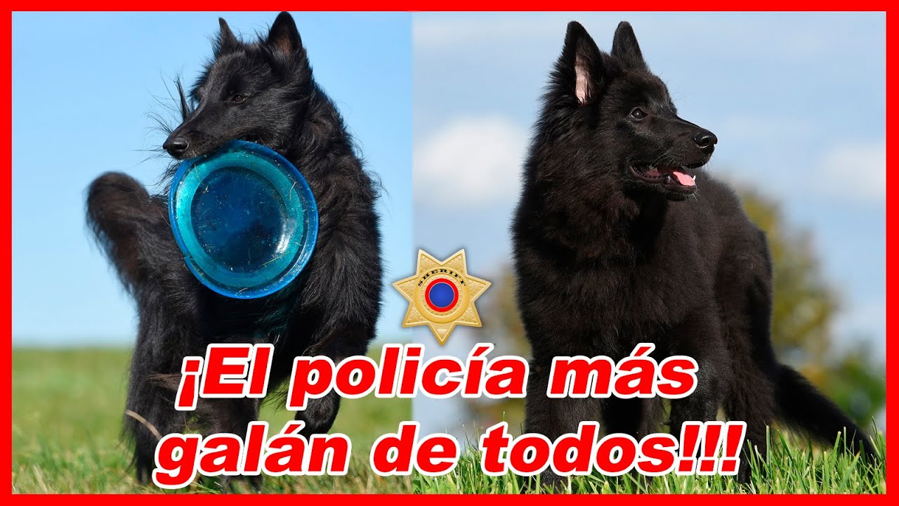 Pastor belga GROENENDAEL – CARACTERÍSTICAS y curiosidades 🐕