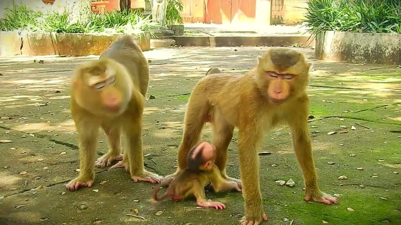 Sarika the Monkey Mom Acts Cold Toward Her Baby 🐒💔