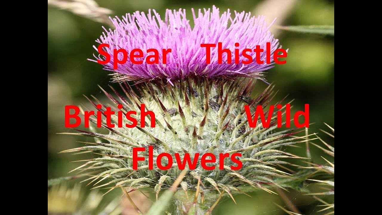 Spear Thistle  Cirsium vulgare Family Asteraceae Identification AKA Scotch or Bull Thiistle