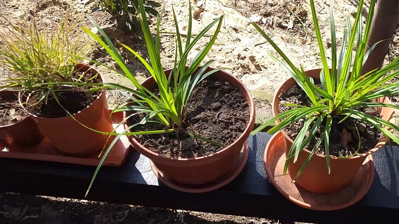 Pierwsze rośliny w moim ogrodzie śródziemnomorskim oraz marzenie o rozmarynowym żywopłocie... 🌸🌿