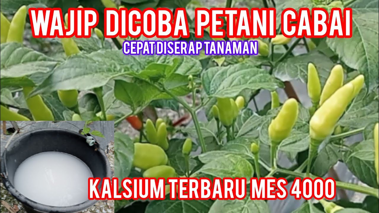 DILUAR NALAR INILAH KALSIUM YANG PALING  CEPAT DI SERAP TANAMAN CABAI