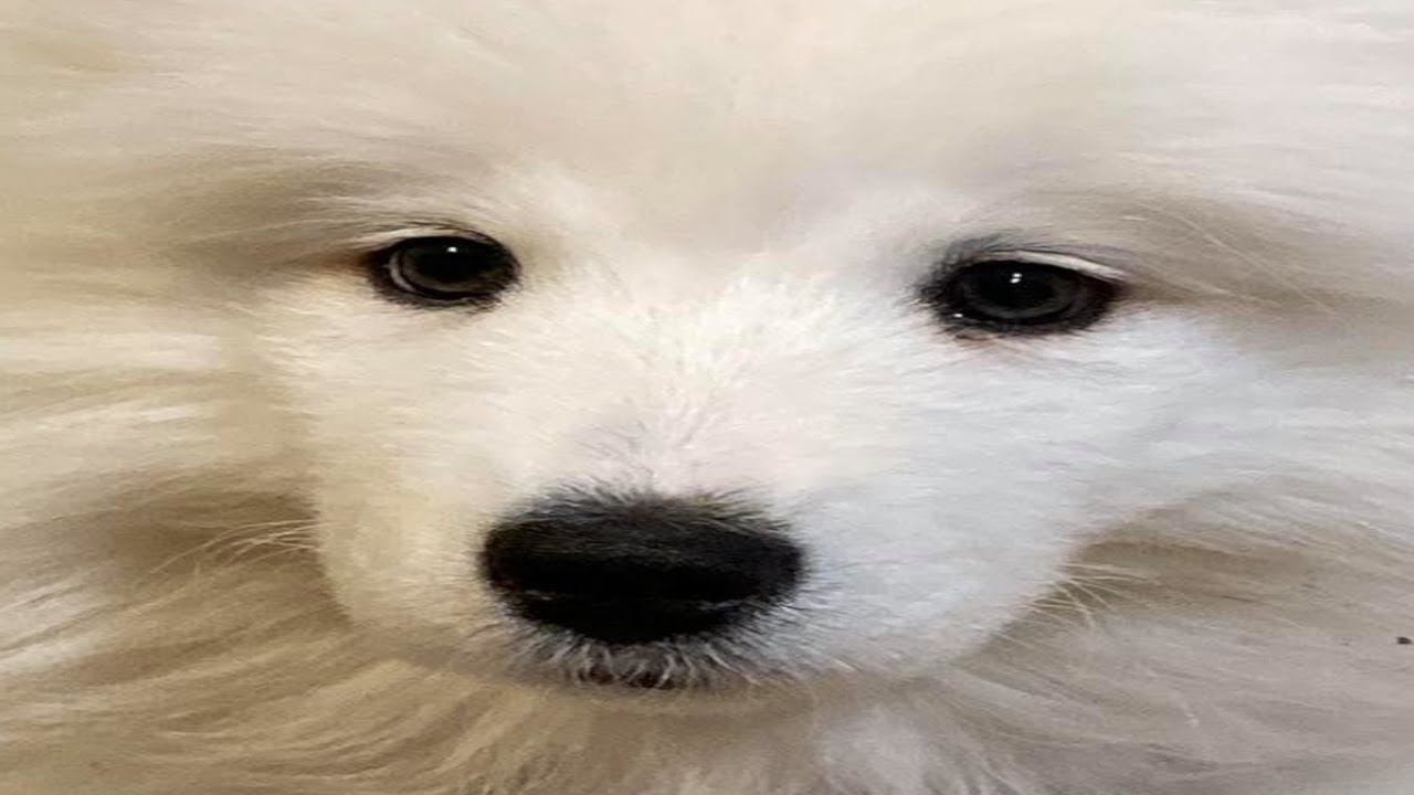 BOŻE MOMO XDDDDDD