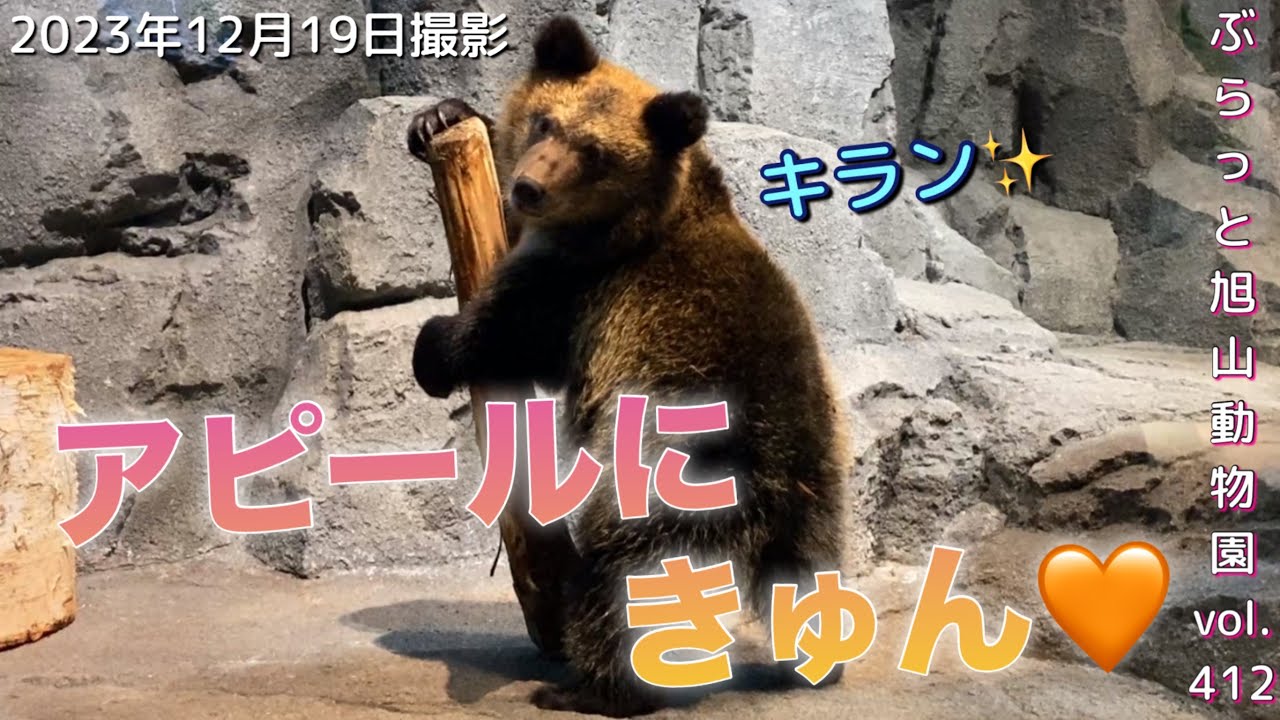 《旭山動物園エゾヒグマ》すなすけのキュンアピールに帰るタイミングを逃すvol412@旭山動物園/Cute appeal of Ezo brown bear cubs