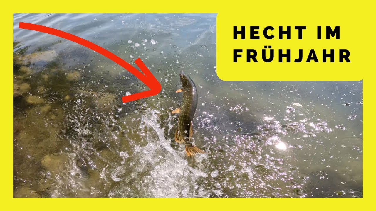 HECHTE Im FRÜHJAHR FANGEN///KRAUT und FLACHES WASSER///NEUE DONAU///RICHTIGE KÖDERWAHL