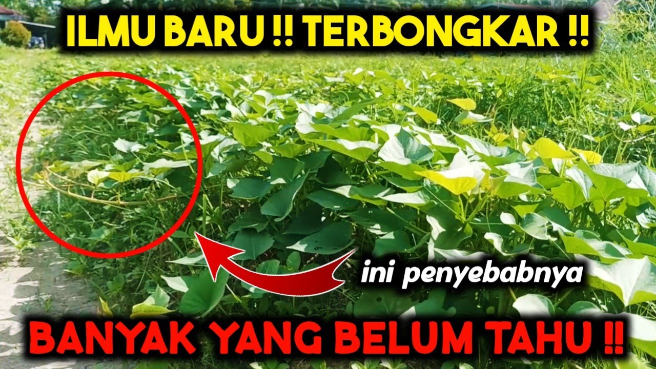 ILMU BARU ‼️ LAKUKAN INI AGAR CEPAT BESAR CEPAT BERBUAH ‼️ PANDUAN PEMANGKASAN UBI JALAR
