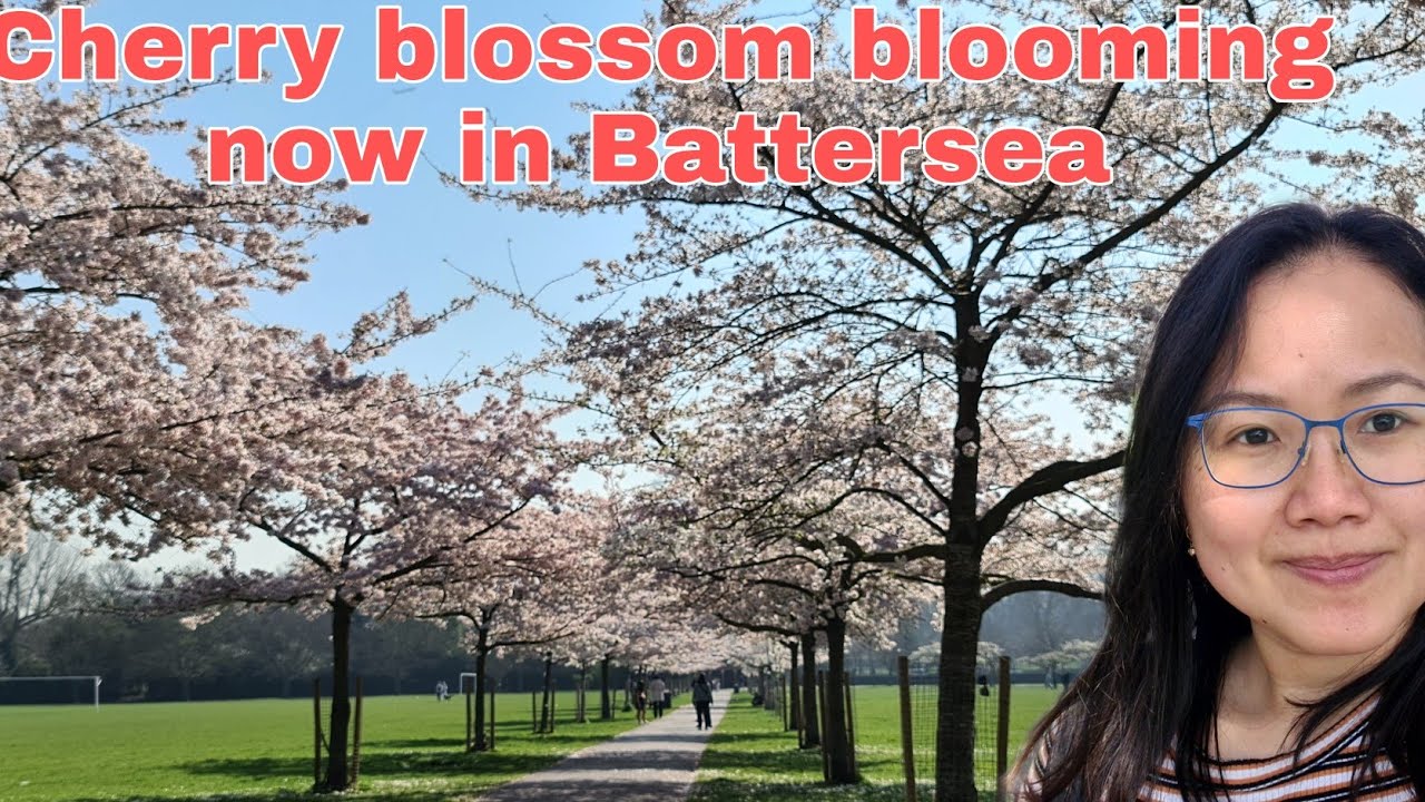 Spring has sprung with Cherry Blossoms blooming in Battersea Park London