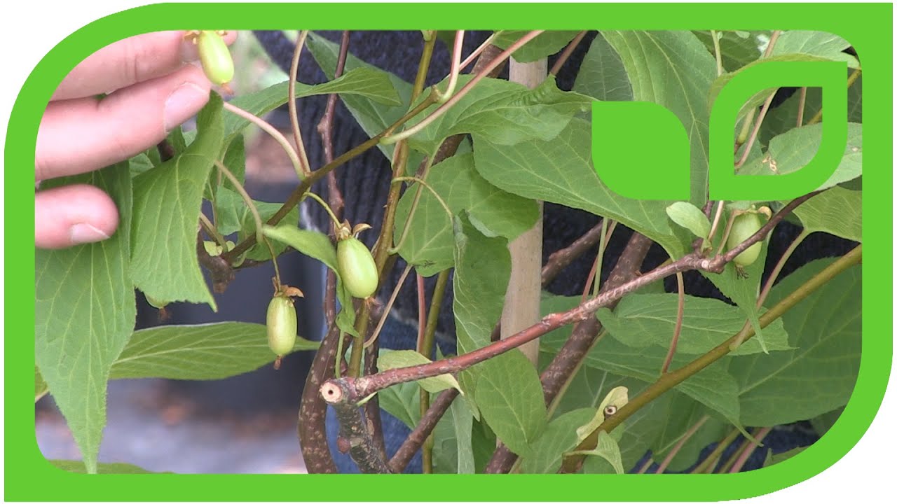 Summer Kiwi in a Pot