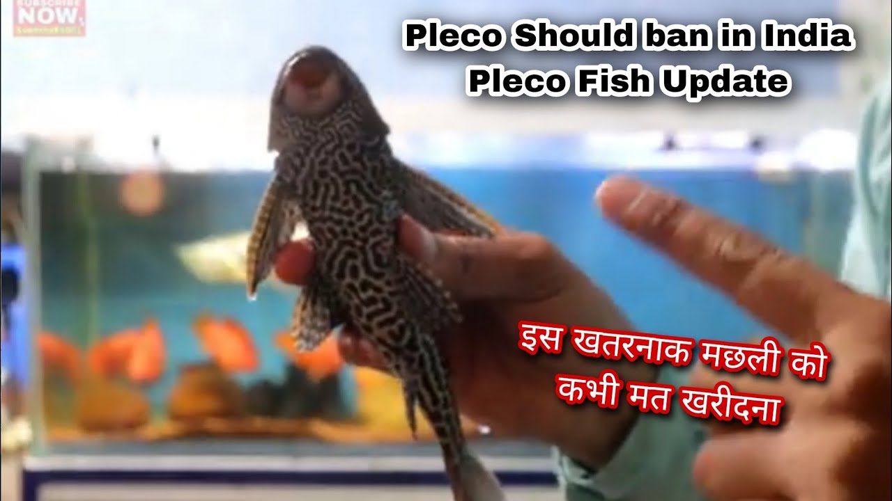 Pleco Fish Should Ban in India | Shocking truth about Plecomos | Pleco Fish update
