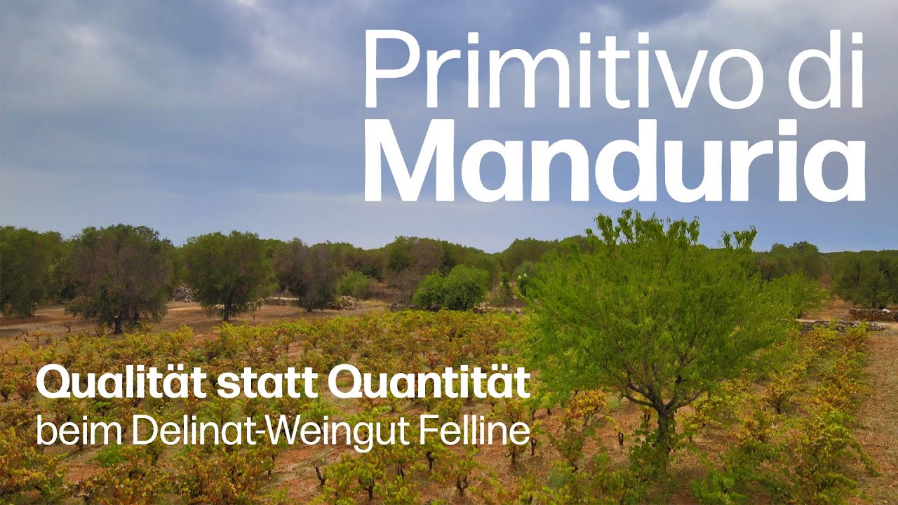 Primitivo di Manduria: Von Masse zu Klasse - Das Delinat-Weingut Felline in Apulien