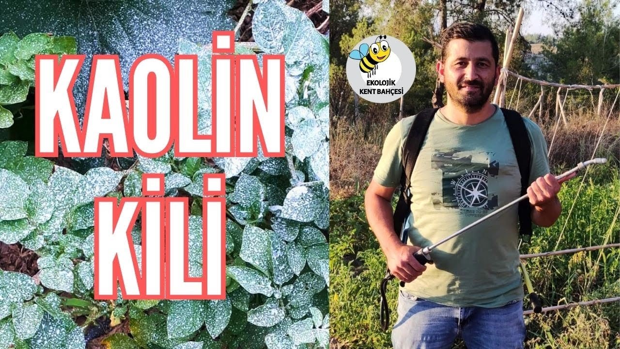 Kavurucu sıcaklardan bitkilerimizi bu yöntemle koruyoruz! Kaolin Kili Uygulaması