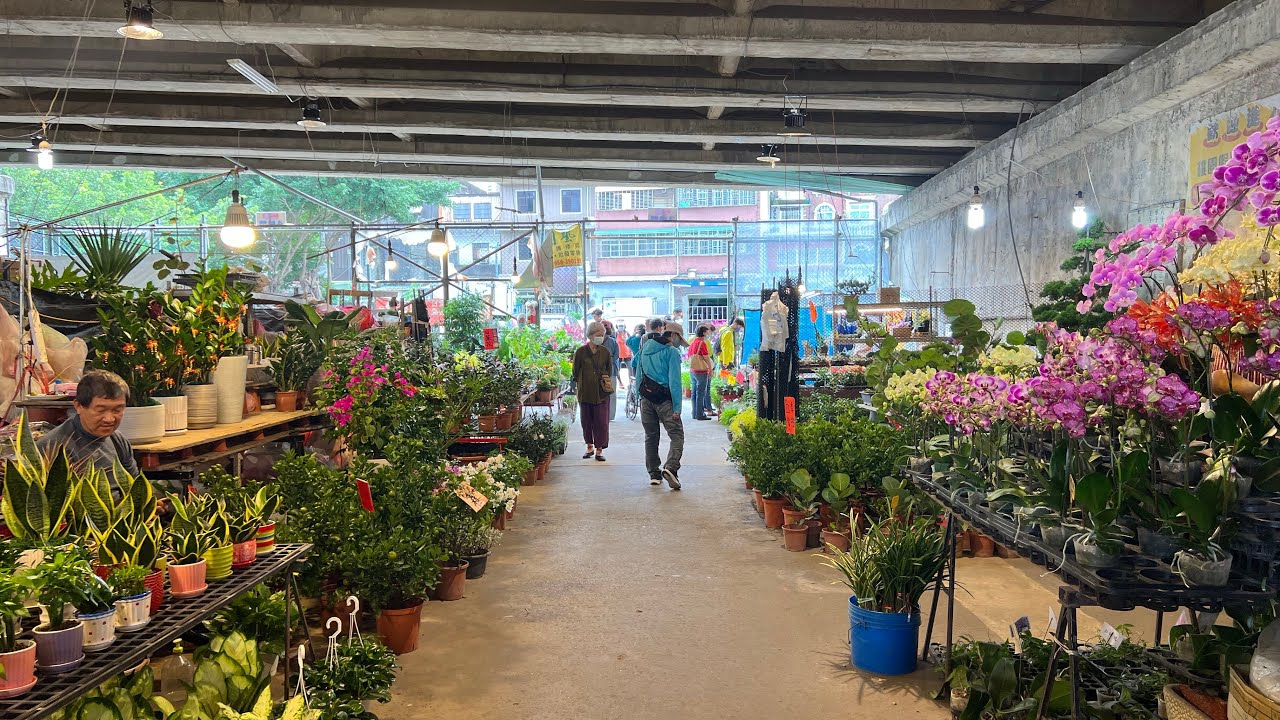 第一次來到的花市 桃園花市 這是一個在天橋下的花市 有什麼東西呢？ 有一個我第一次看到的攤位