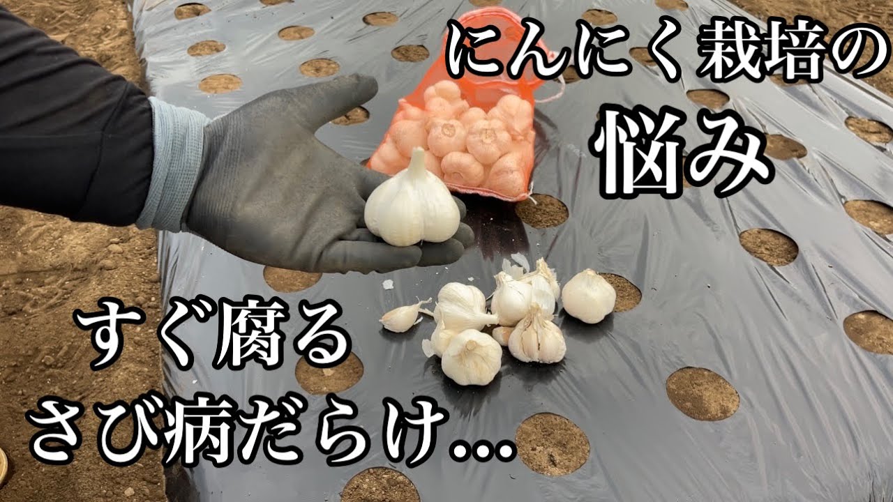 【ニンニク栽培】9月にニンニク植えたら失敗する原因　米ヌカで畑丸ごと発酵させるとフカフカな土になります！【カルスNC-R】23/9/25