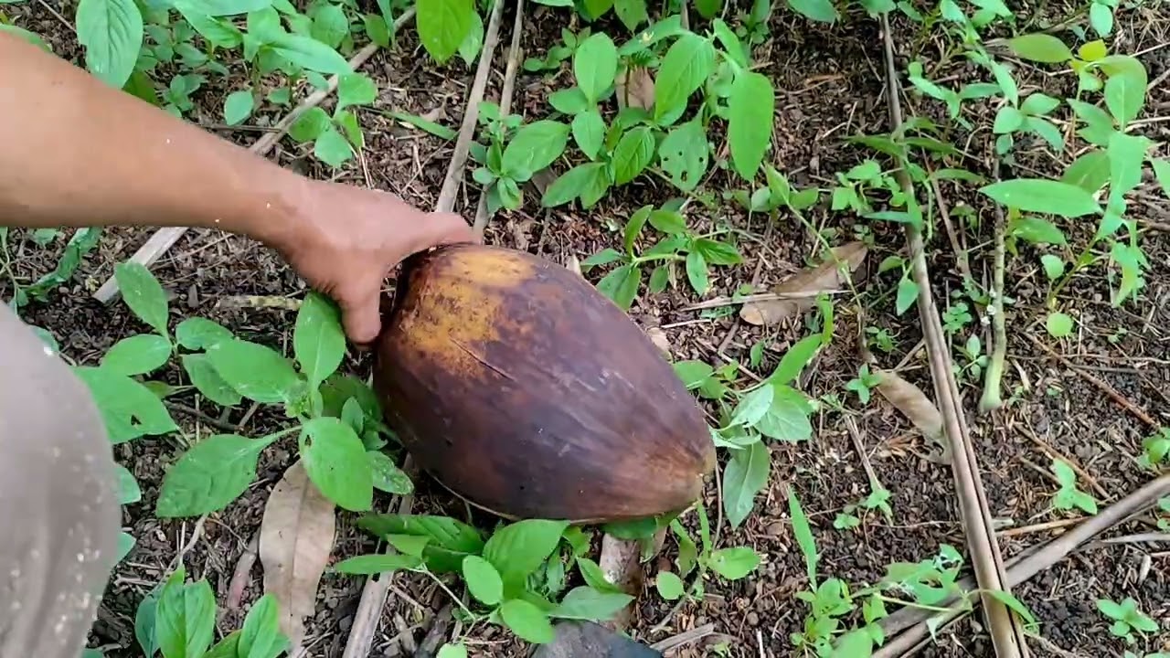 How to peel a coconut using a machete or cleaver 
