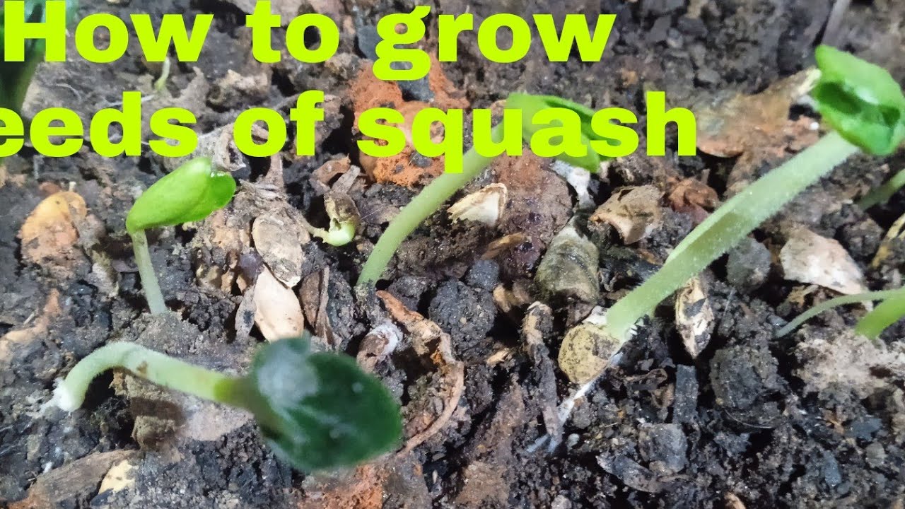 How to grow seeds of squash on the egg tray/Lai y