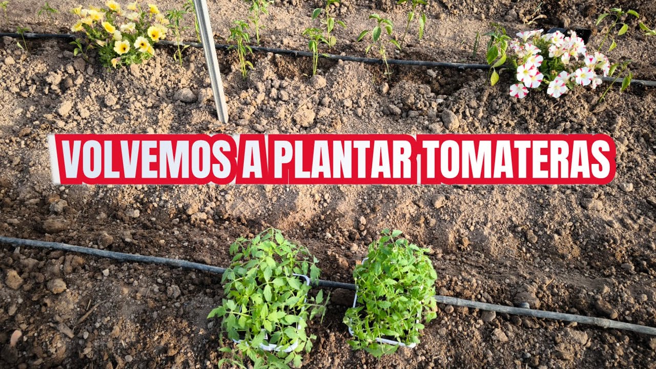 VOLVEMOS A PLANTAR TOMATES
