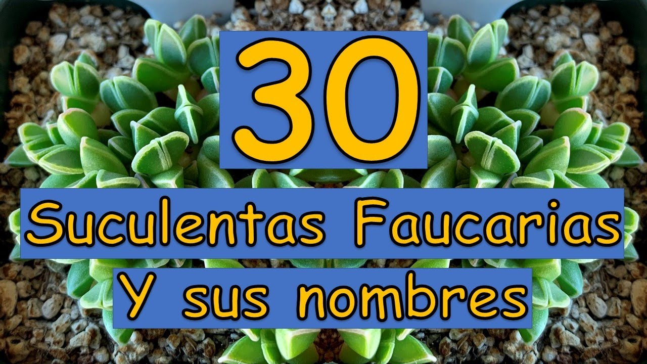 🎍 30 Suculentas Faucarias y sus nombres 🎍