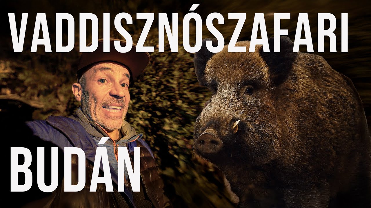 Féljünk a budai vaddisznóktól? Tévhitek és valóság a városi vadállatokról - Földes András szafarija