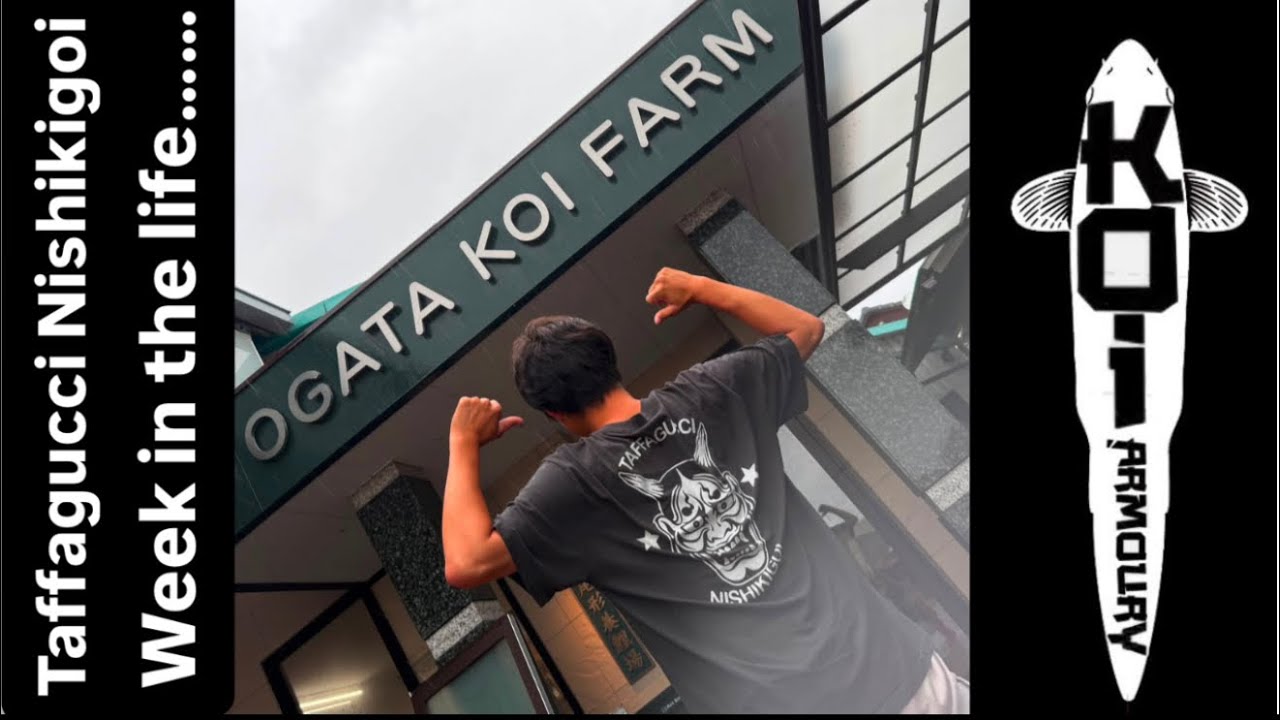 Одна из моих футболок добралась до фермы OGATA KOI FARM