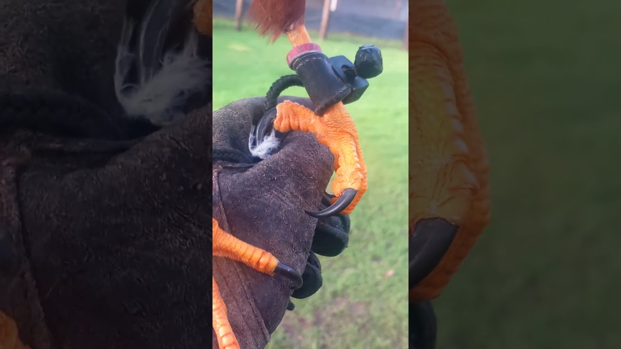 SHARP HARRIS HAWK TALONS CLOSE UP