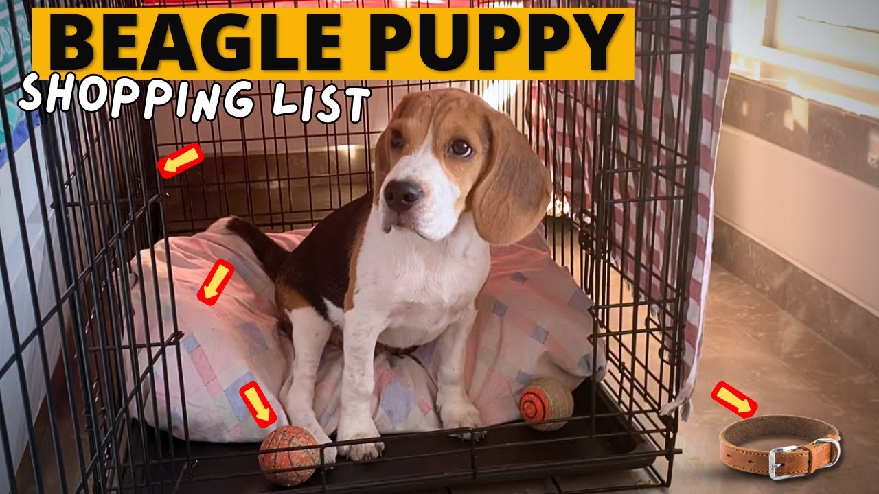 Beagle Puppy Shopping List – The COMPLETE Guide